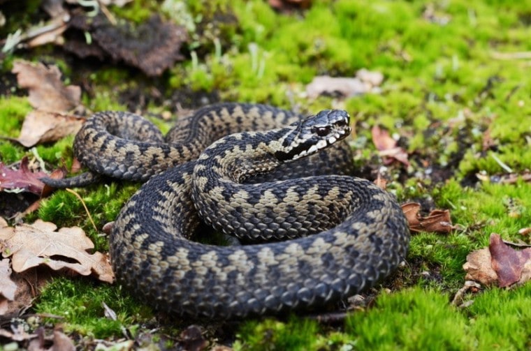 Adder Snake，Holm94，Shutterstock